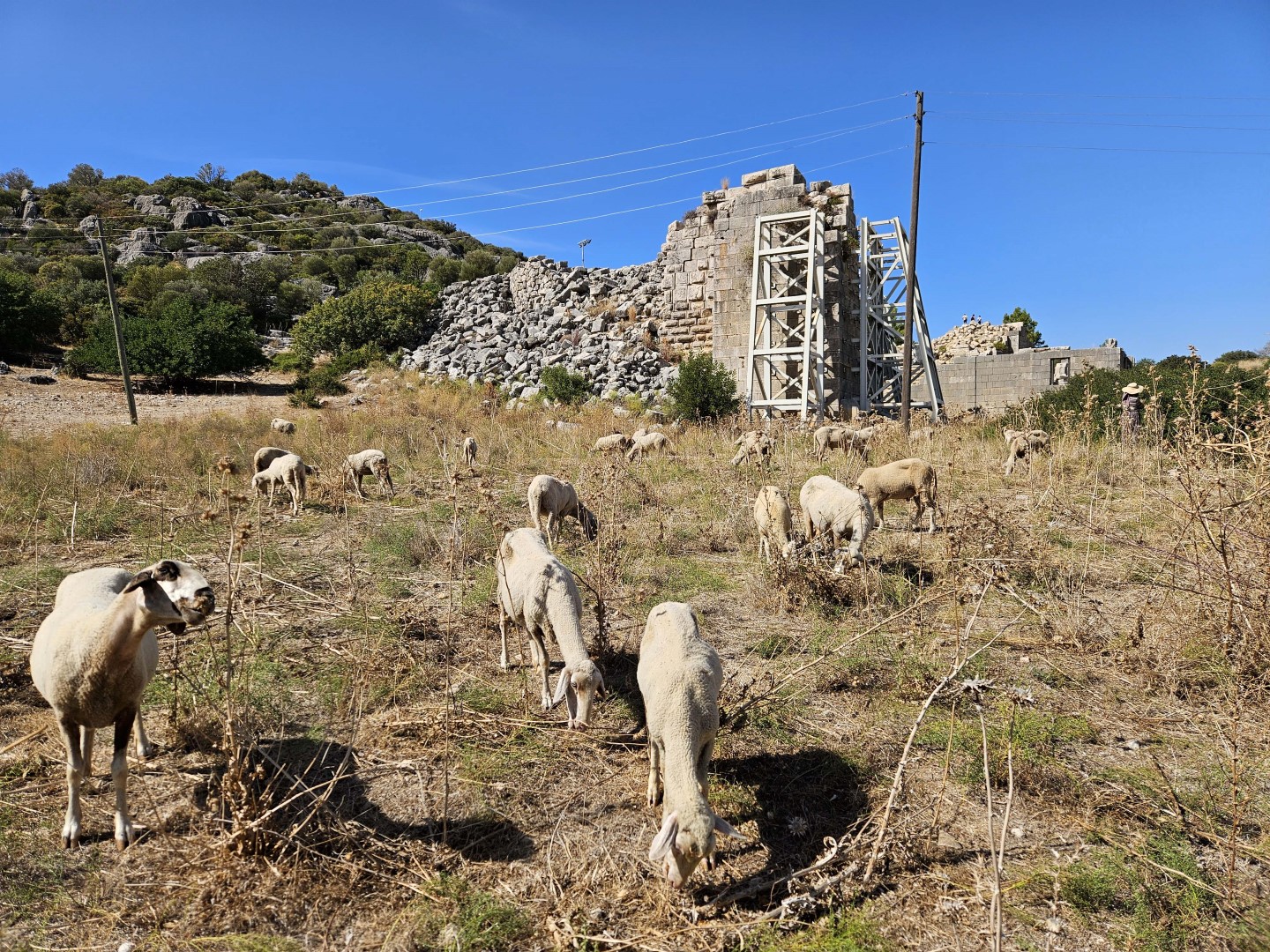 Patara Antik Kenti Keçiler Koyunlar (3)