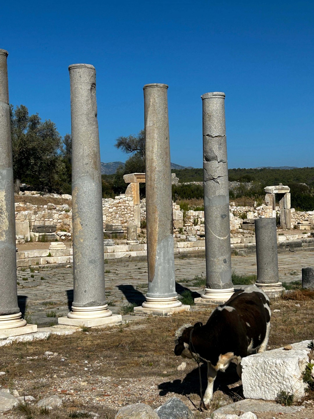 Patara Antik Kenti Keçiler Koyunlar (5)