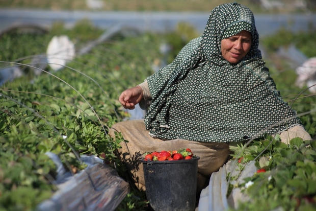 Tarım Işçileri (1)