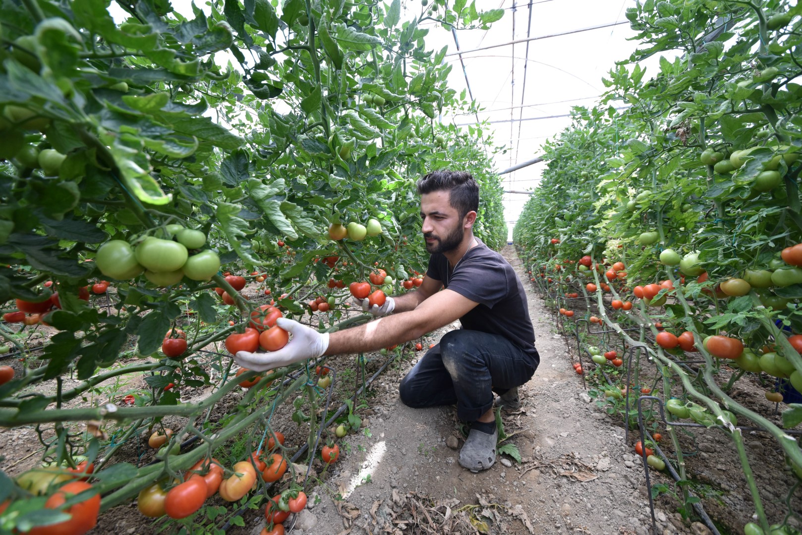 Tarım Planlaması (1)