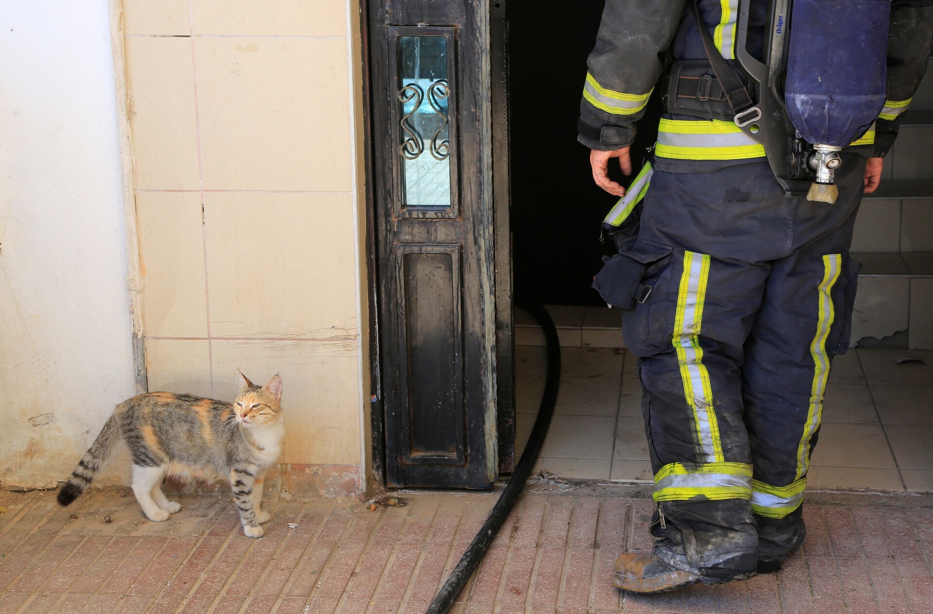 Yavru Kedi Alarmı (3)