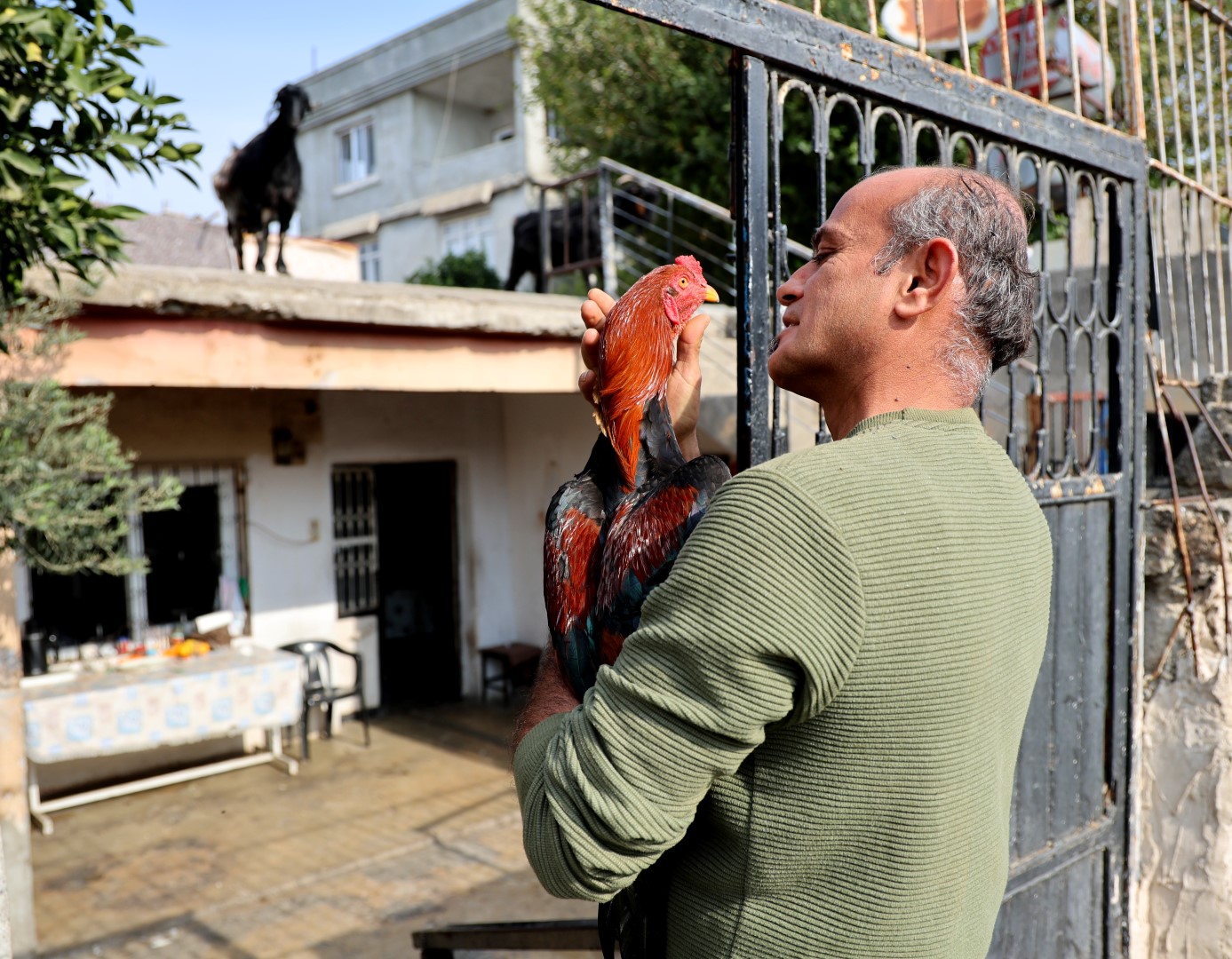 Horoz Ve Keçiyle Arkadaş Oldu (3)