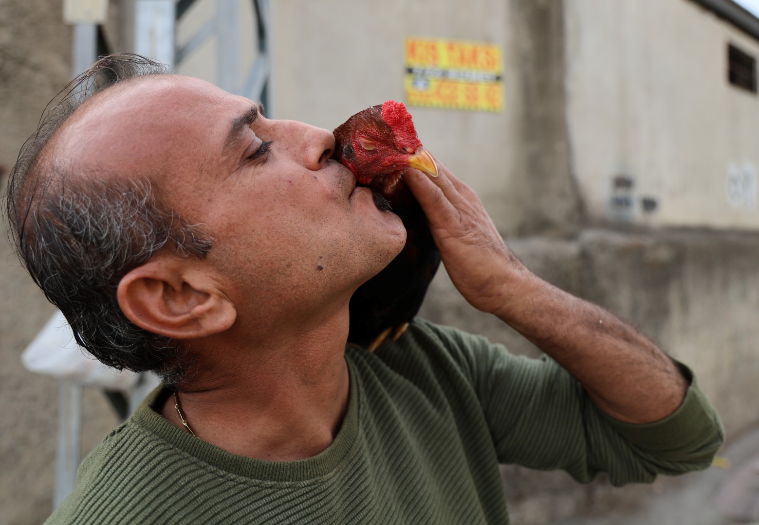 Horoz Ve Keçiyle Arkadaş Oldu (4)