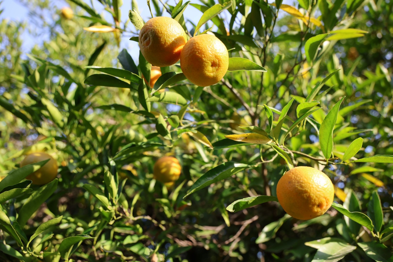 Mandalina Hasadı (2)