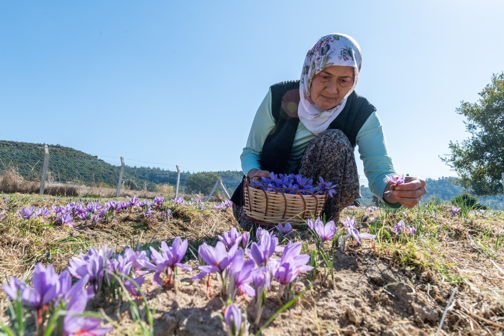 Safran Üretimi (4)