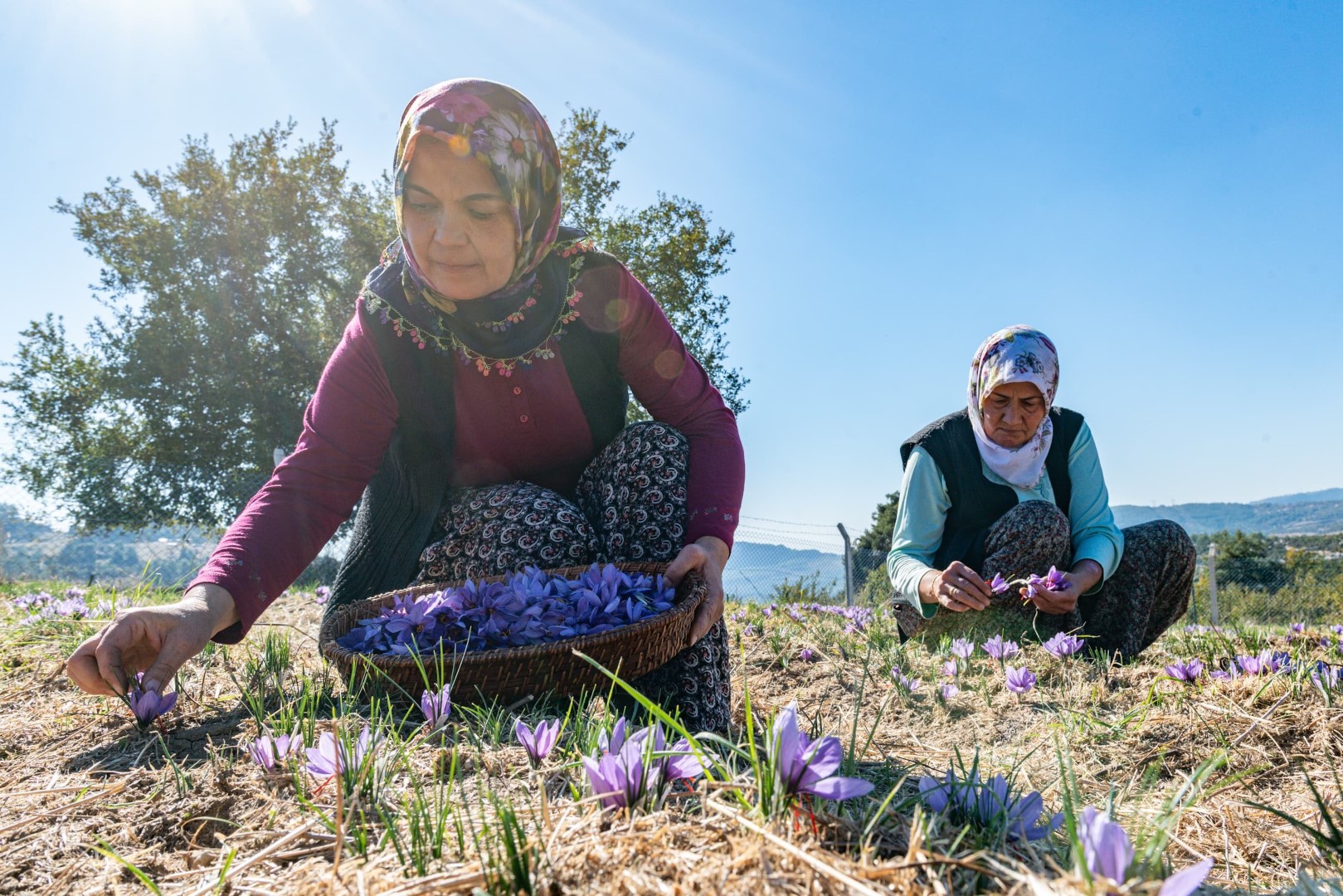 Safran Üretimi (5)