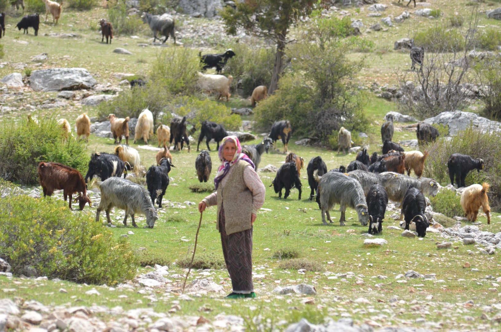 Yayla Yörük (11)