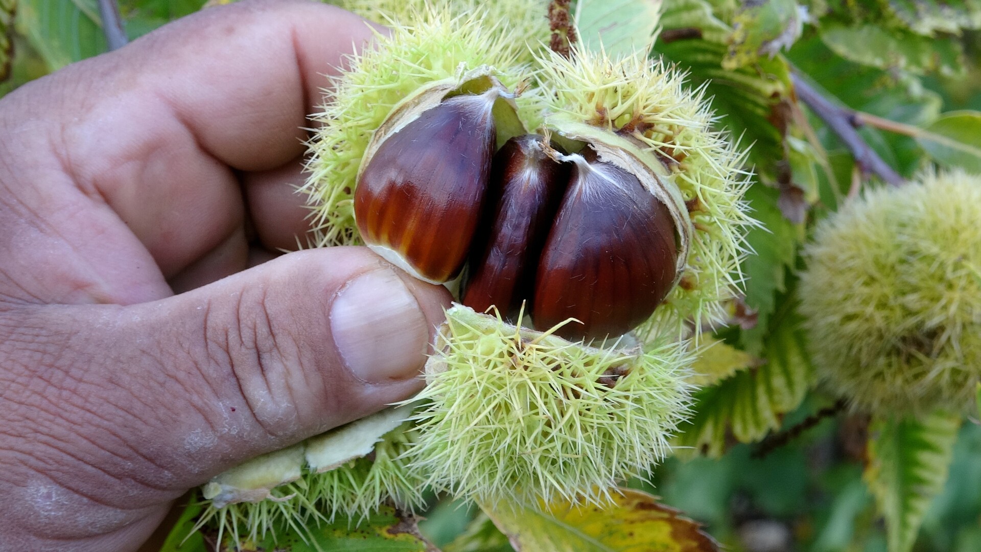 Birinci Arazi Olacak (1)