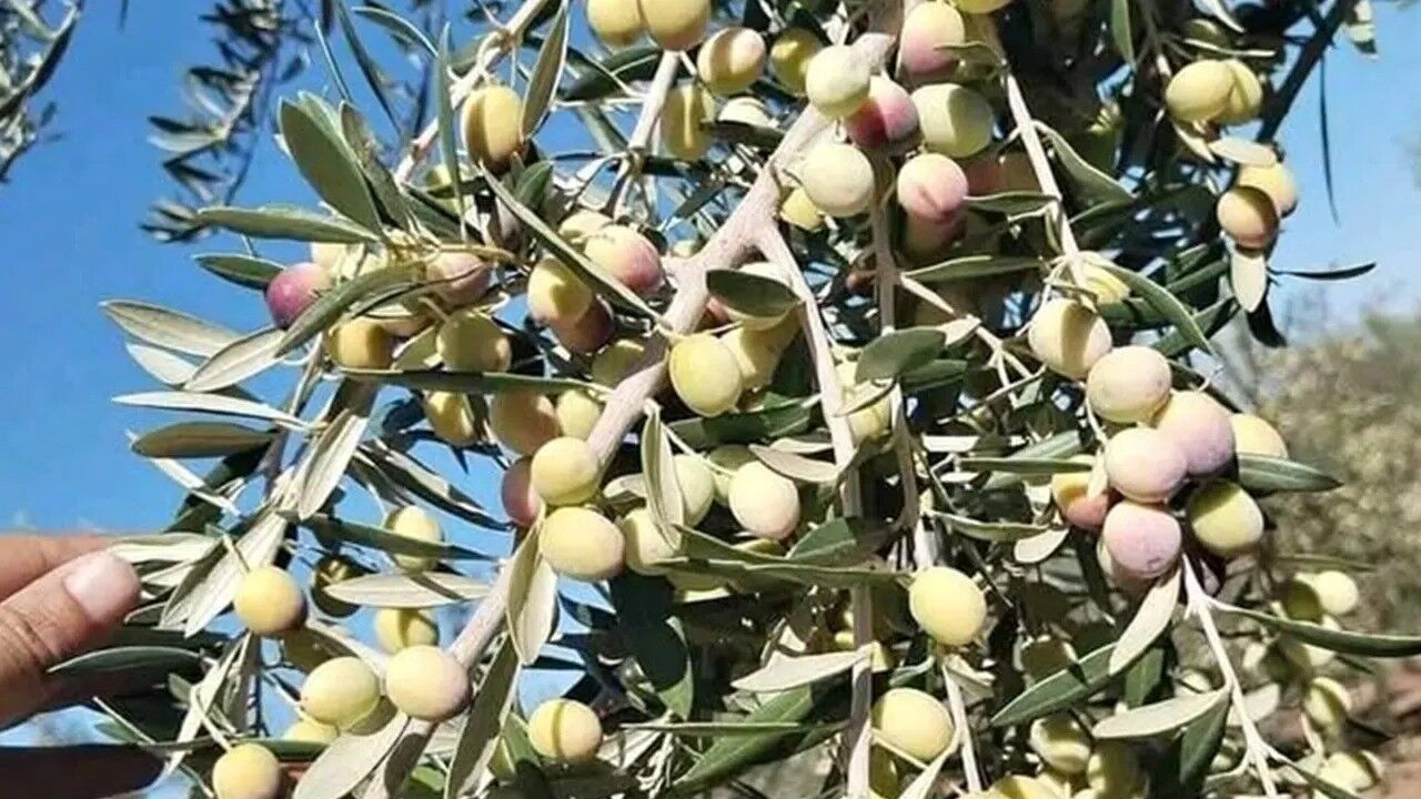 Zeytin Üreticisi (2)