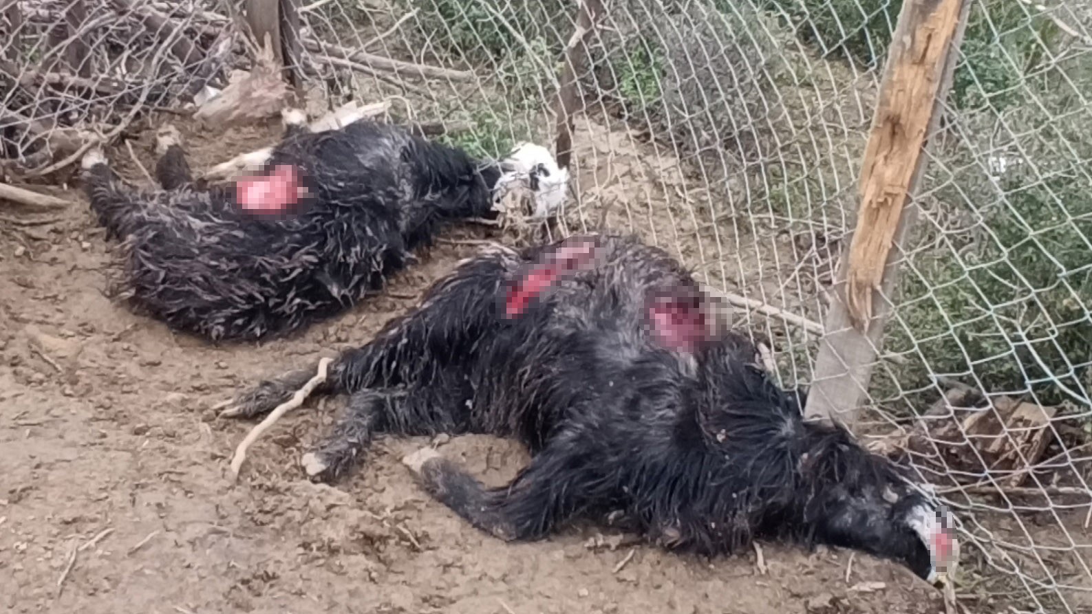 Antalya'da Sokak Köpekleri 25 Keçiyi Telef Etti (3)