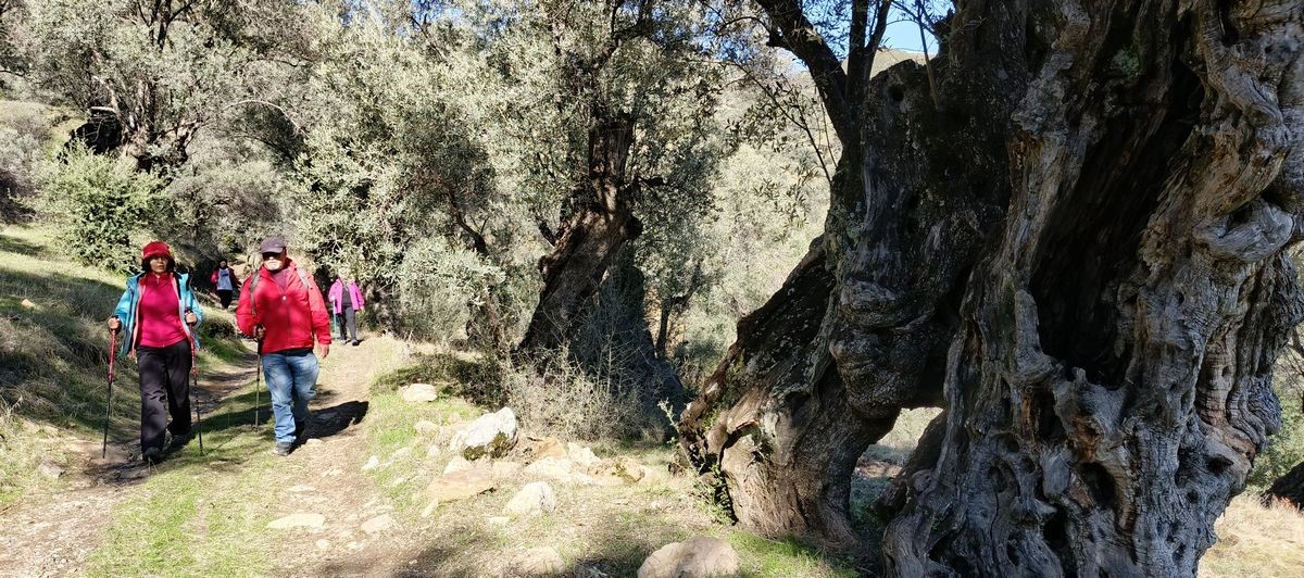 Asırlık Zeytin Ağacı (1)