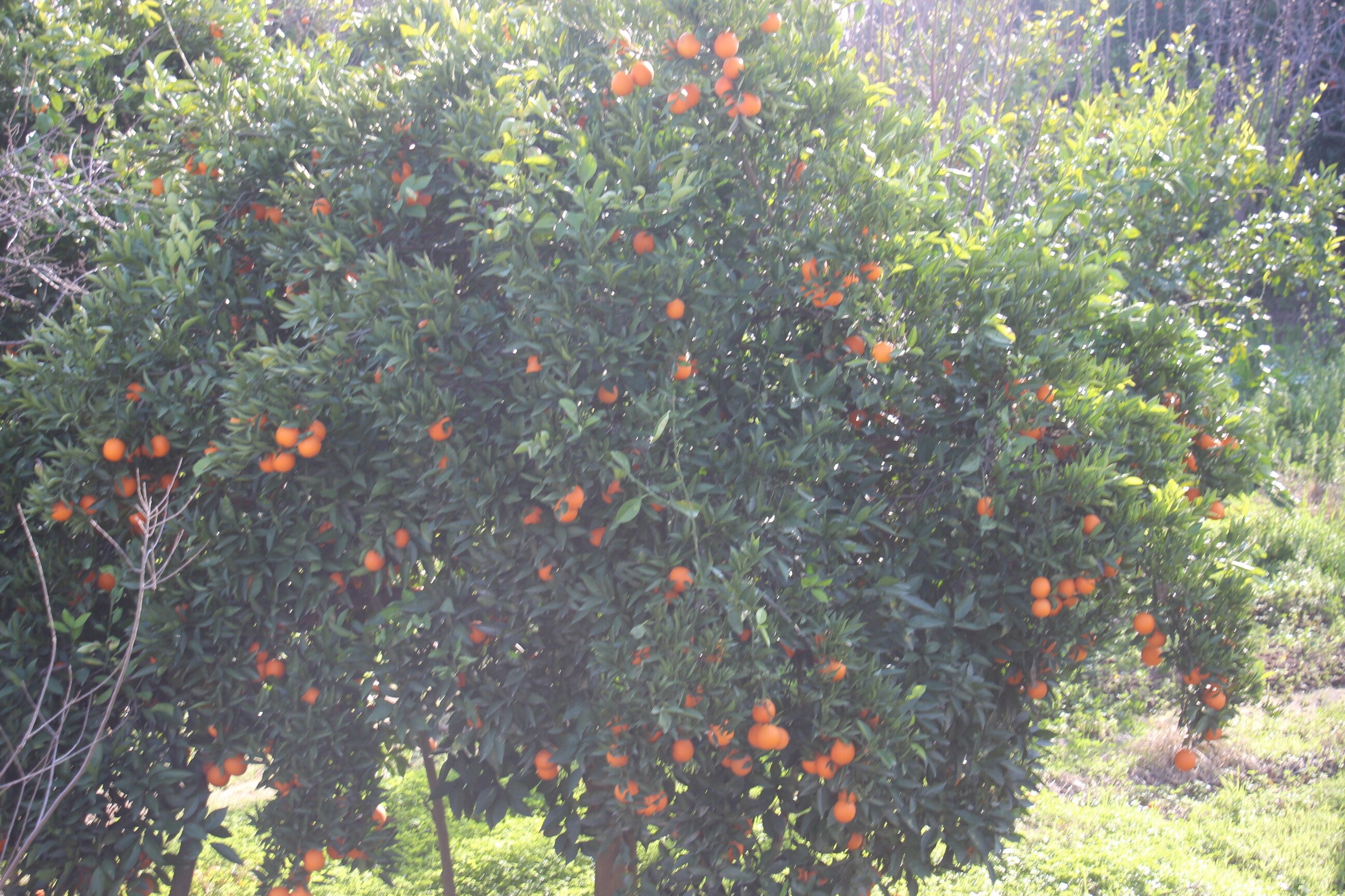 Narenciye Dalında Kaldı (2)