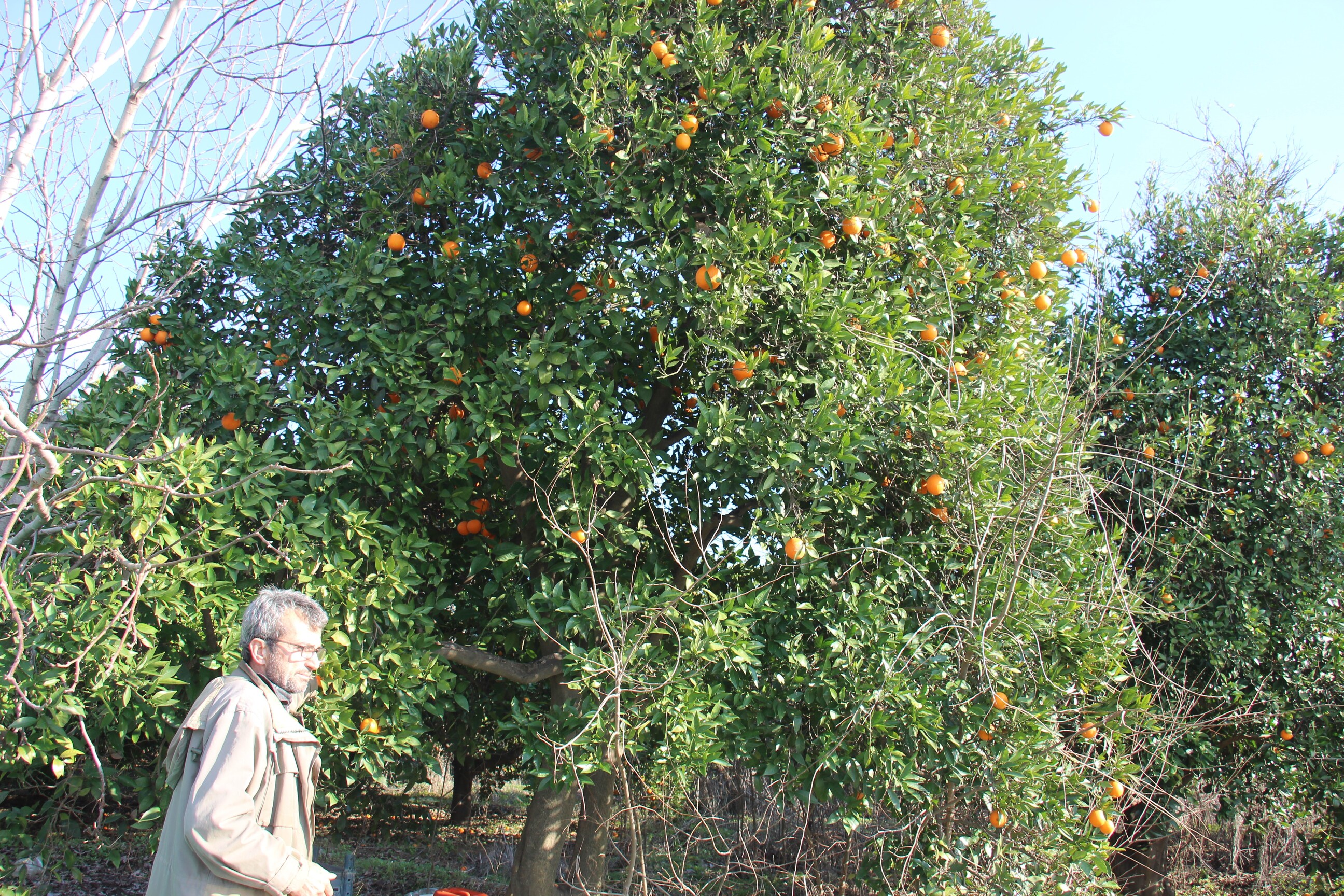 Narenciye Dalında Kaldı (3)