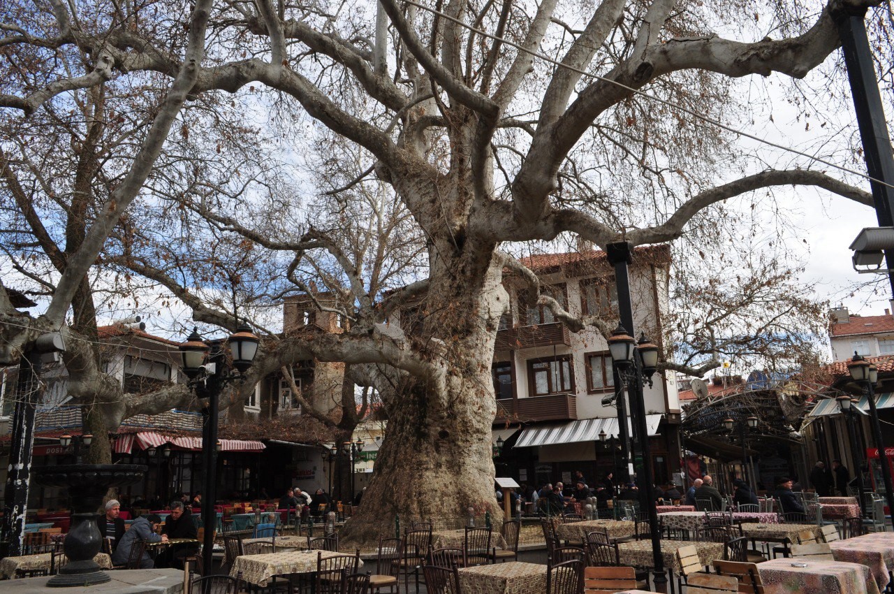 Yalvaç'ın 825 Yıllık Çınar Ağacı Tarihe Köklü Bir Tanıklık Yapıyor (2)