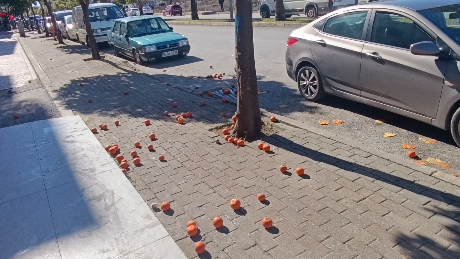 Antalya'da Şiddetli Fırtına Turunçları Dallarından Koparıp Yola Savurdu (2)