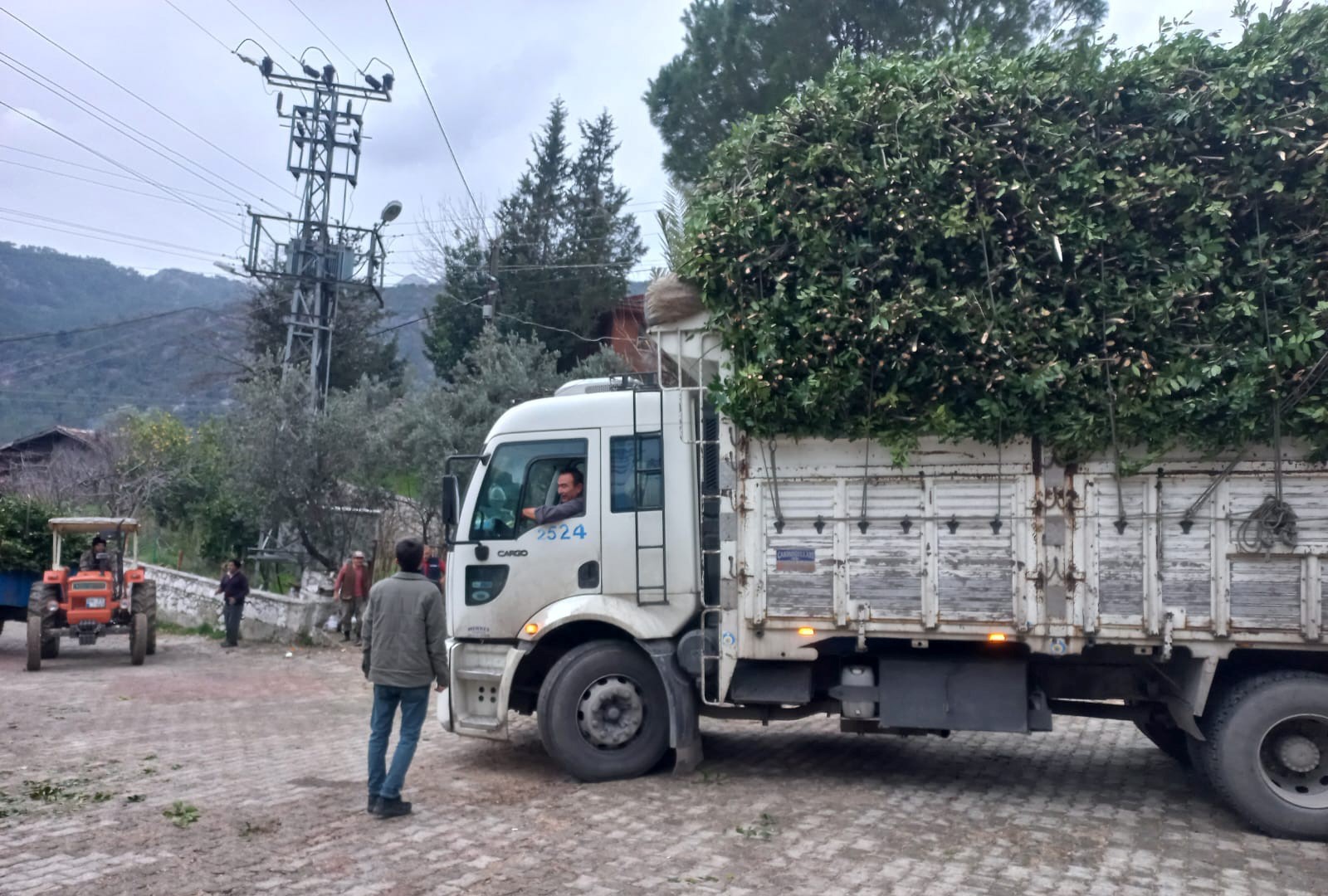 Defne Yaprağı Hasadı (4)