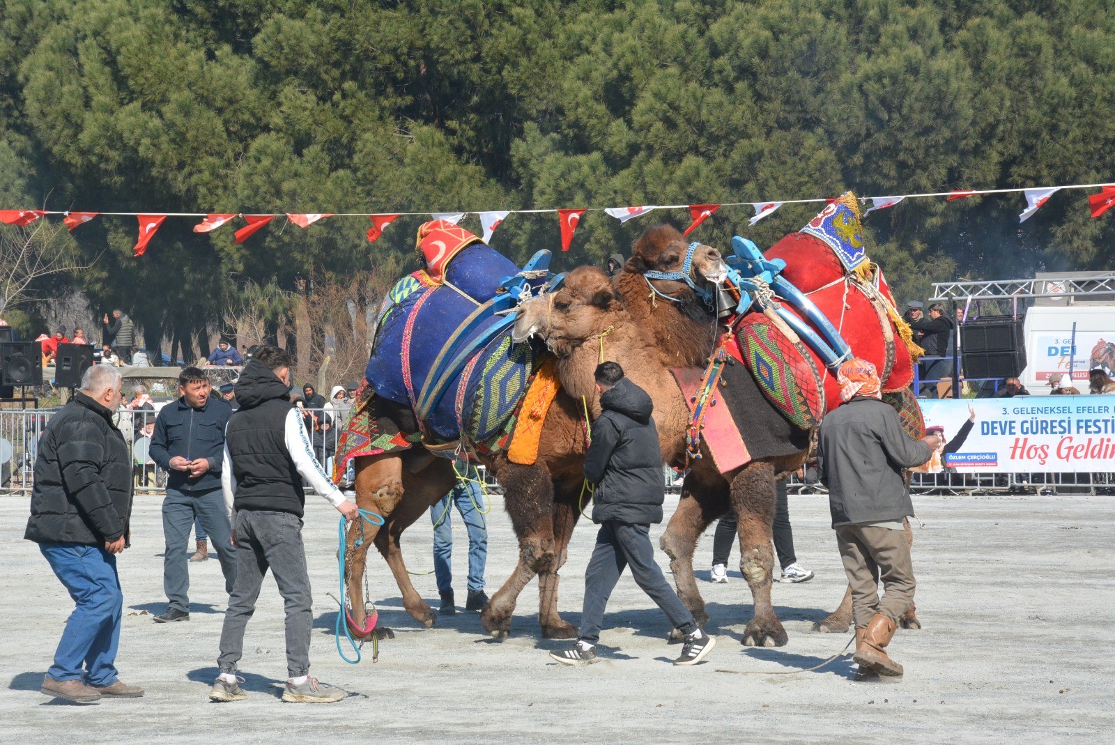 Efeler'de Deve Güreşi Festivali Coşkusu (3)