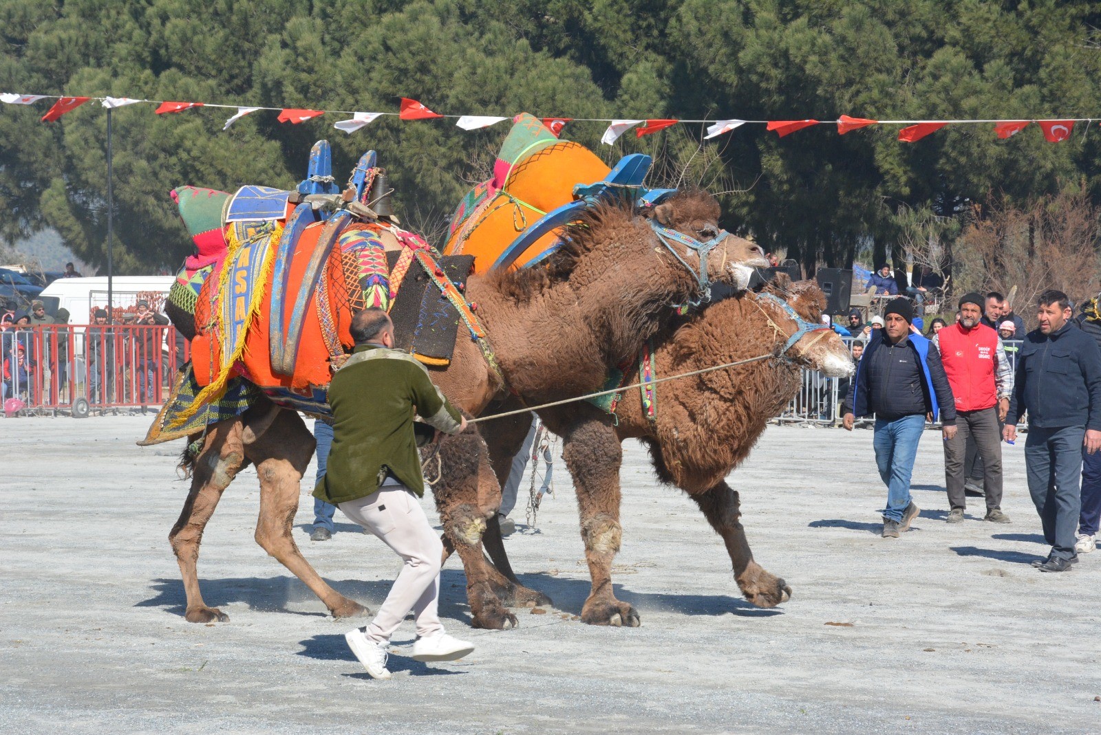 Efeler'de Deve Güreşi Festivali Coşkusu (5)