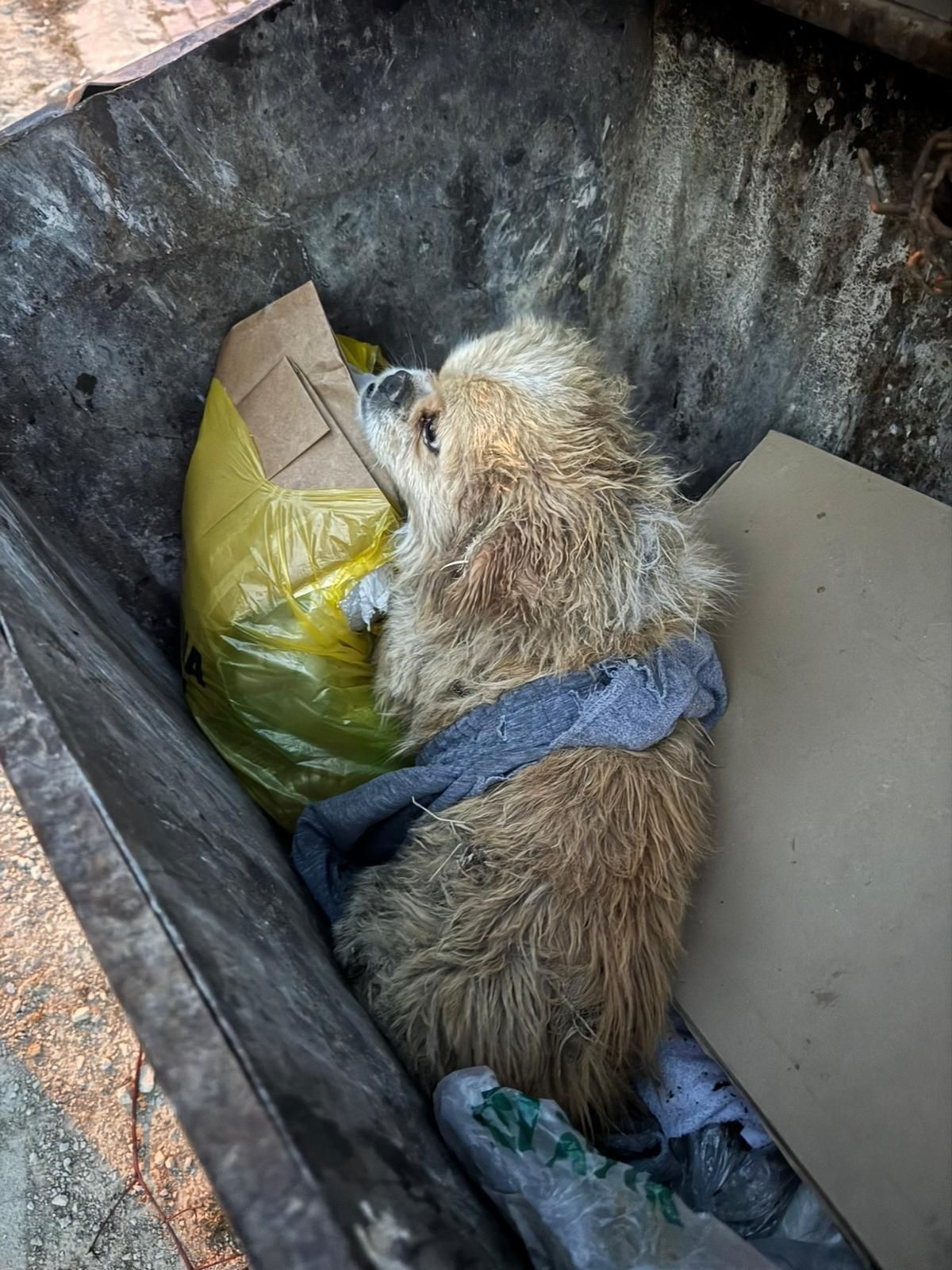 Kadının Iple Ayaklarını Bağladığı Köpeği Çöpe Attılar (3)