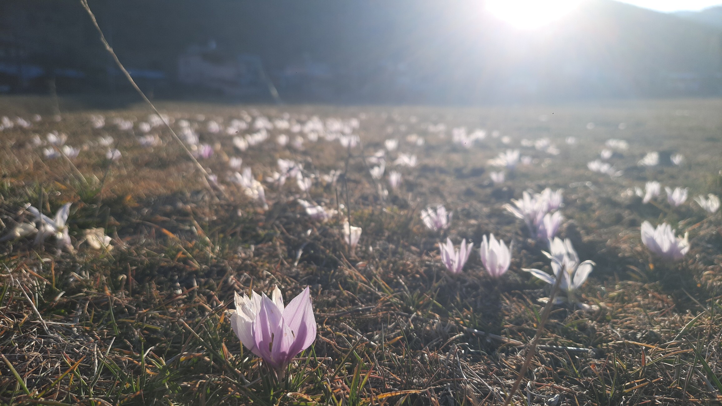 Yayla Çiçekleri (2)