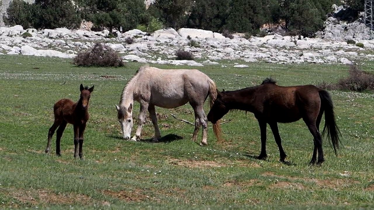 Yılkı Atları (2)