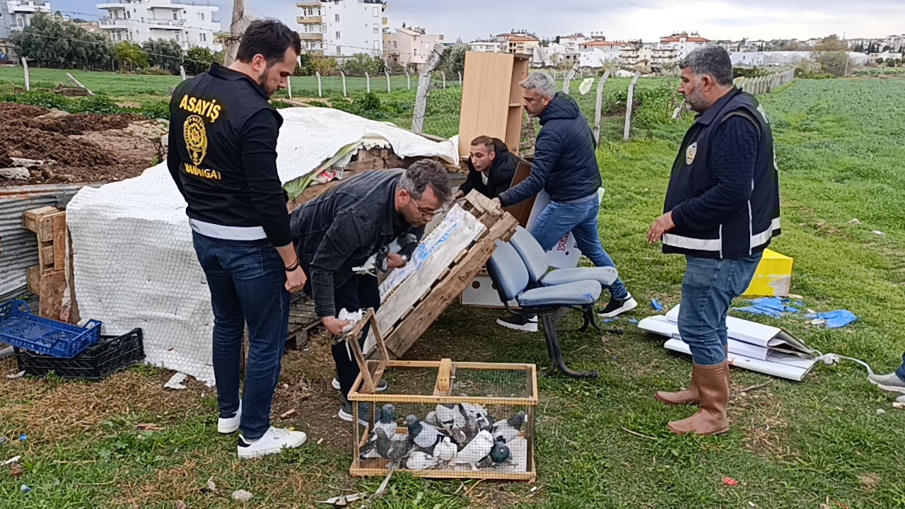 Antalya'da 3 Ayrı Adresten Çalınan 95 Güvercin, Boş Arazideki Kümeste Bulundu (1)