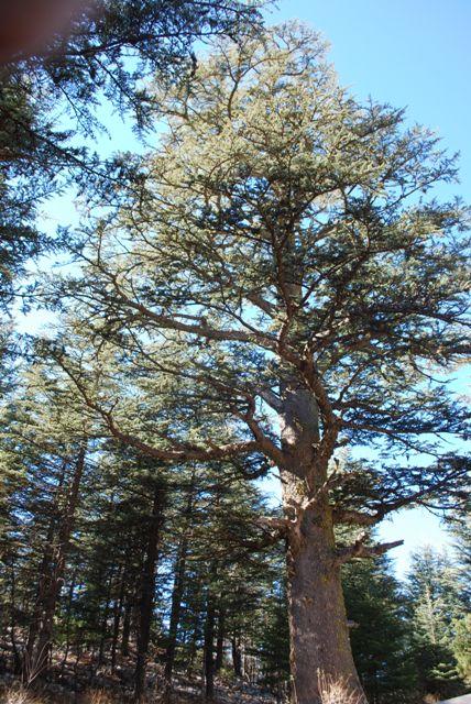 Cedrus Libani