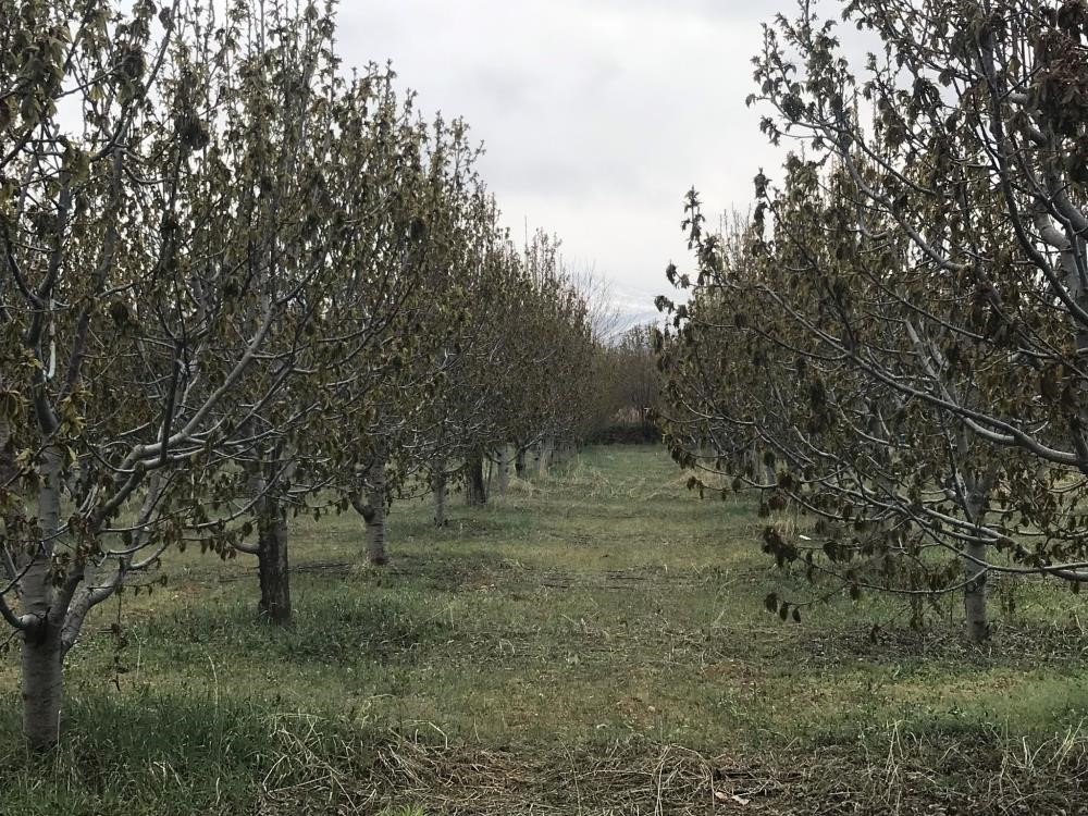 Zirai Don Konya'da Pancarı Ve Meyveleri Vurdu (2)