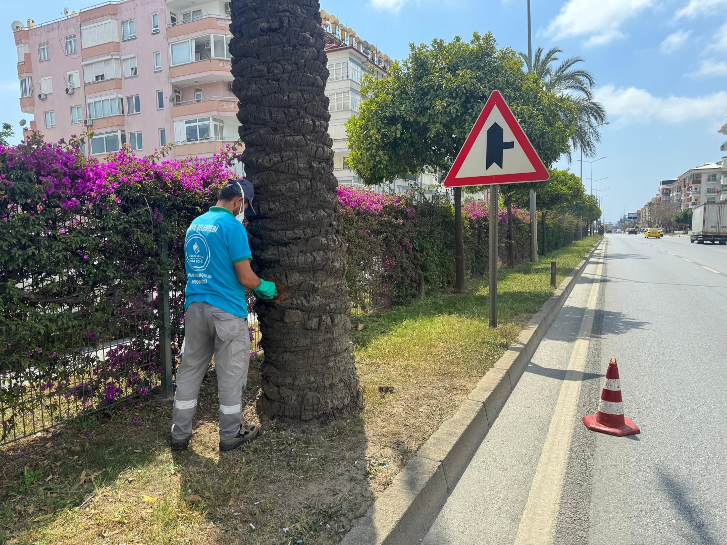 Alanya Belediyesi’nden Hurma Ağaçlarına Endoterapiyle Uzun Süreli Koruma (3) (Large)