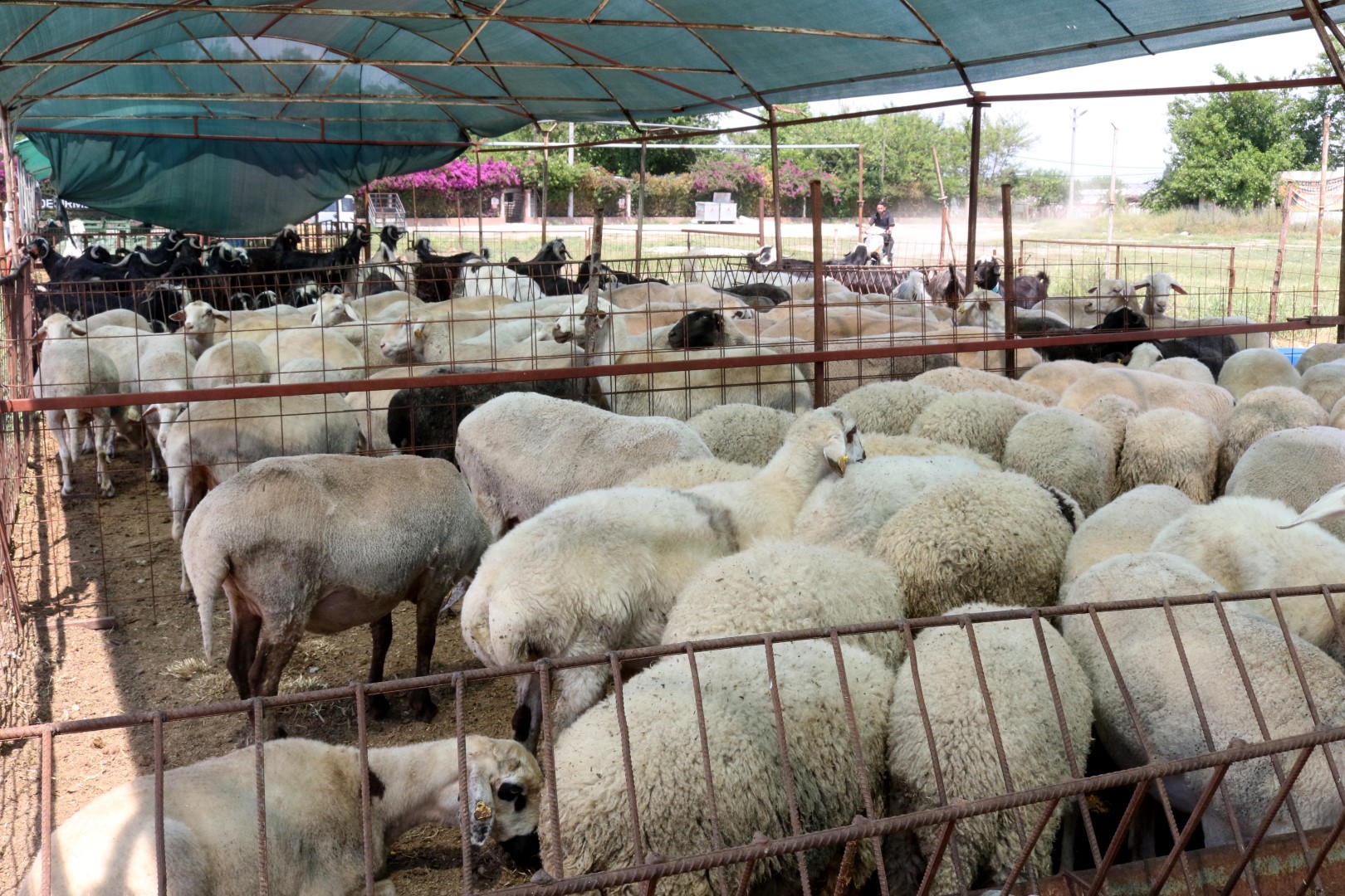 Antalyada Kurban Pazarlarinda Hareketl 715118 211573 (Large)
