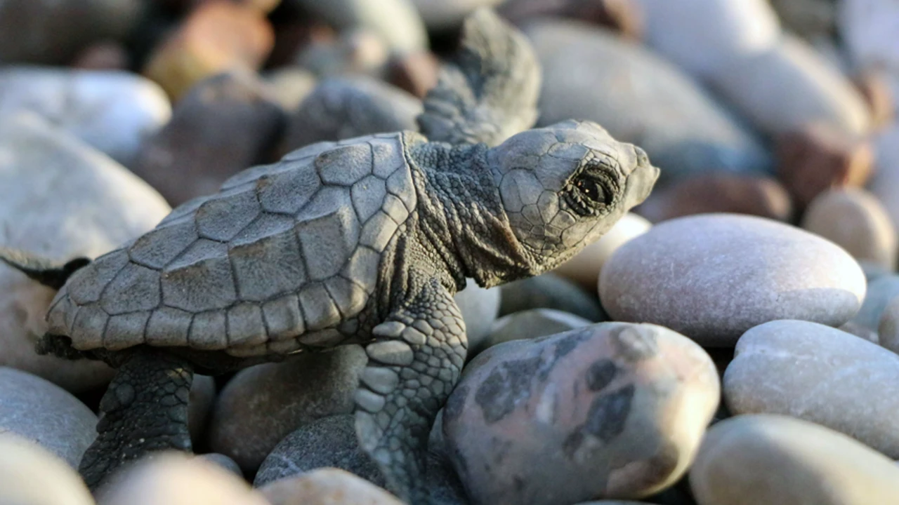 Caretta Caretta 2