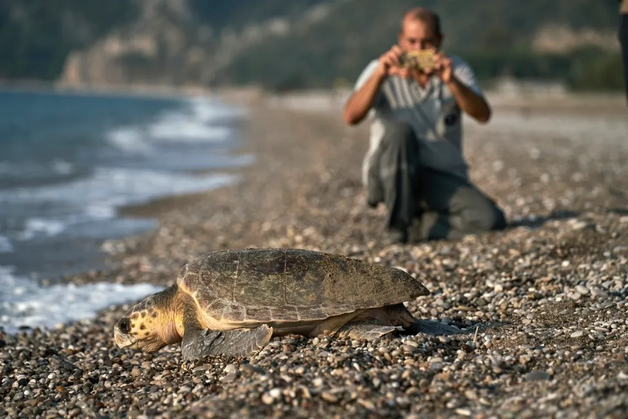 Caretta Caretta-3