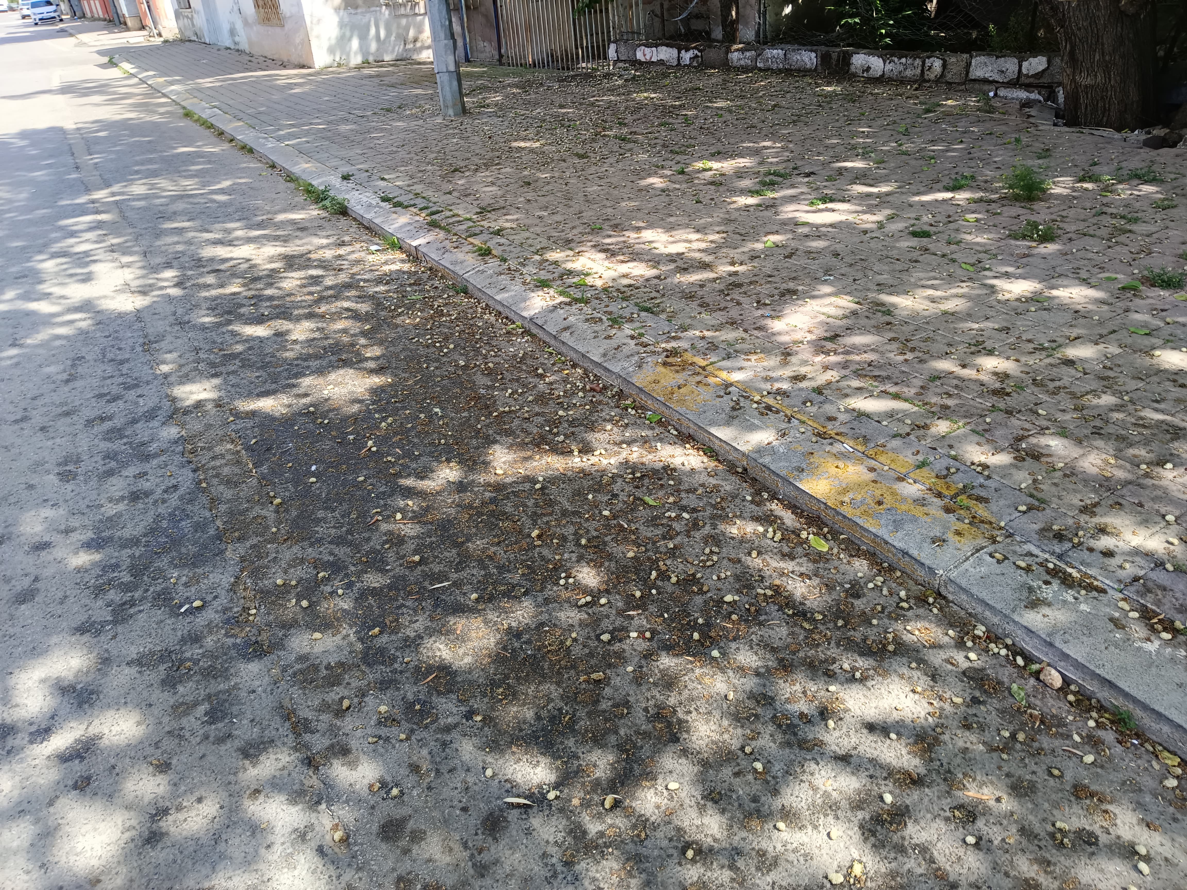 Dut Kirliliği (1)