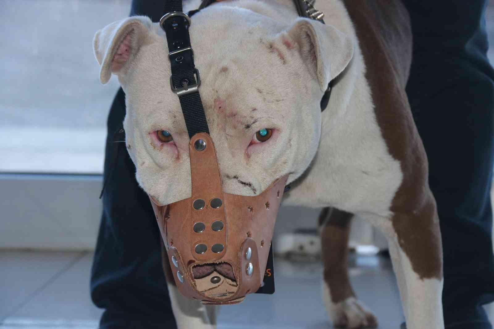 Irklar Köpekler Hav (1)