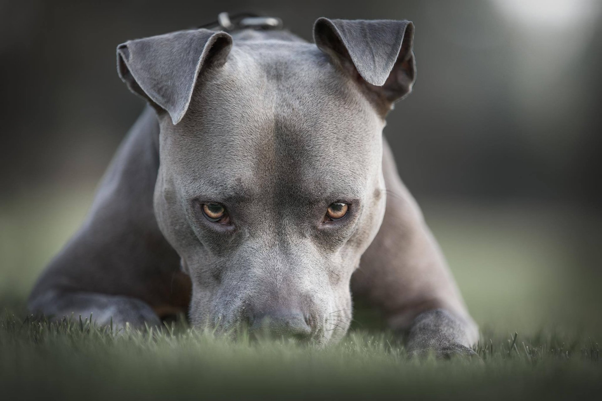 Irklar Köpekler Hav (2)