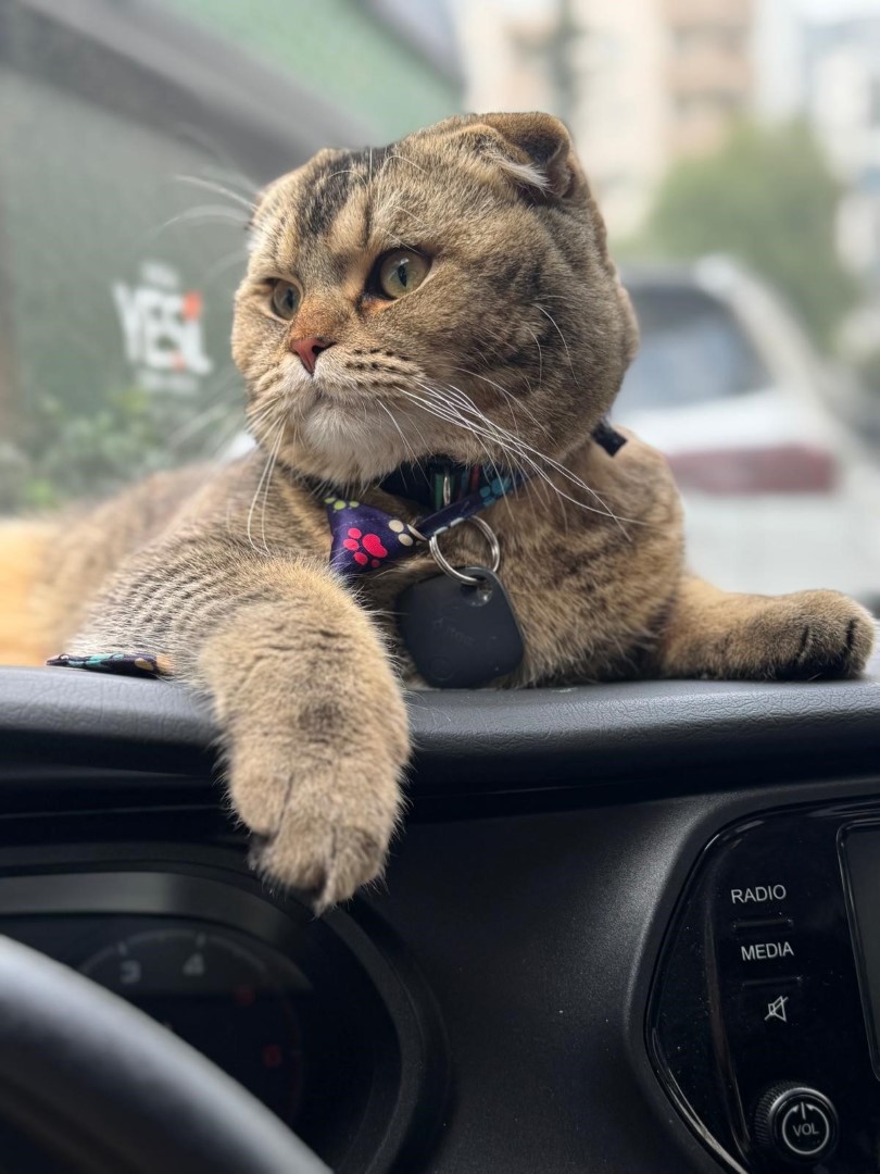 Kayıp Kedi (2)
