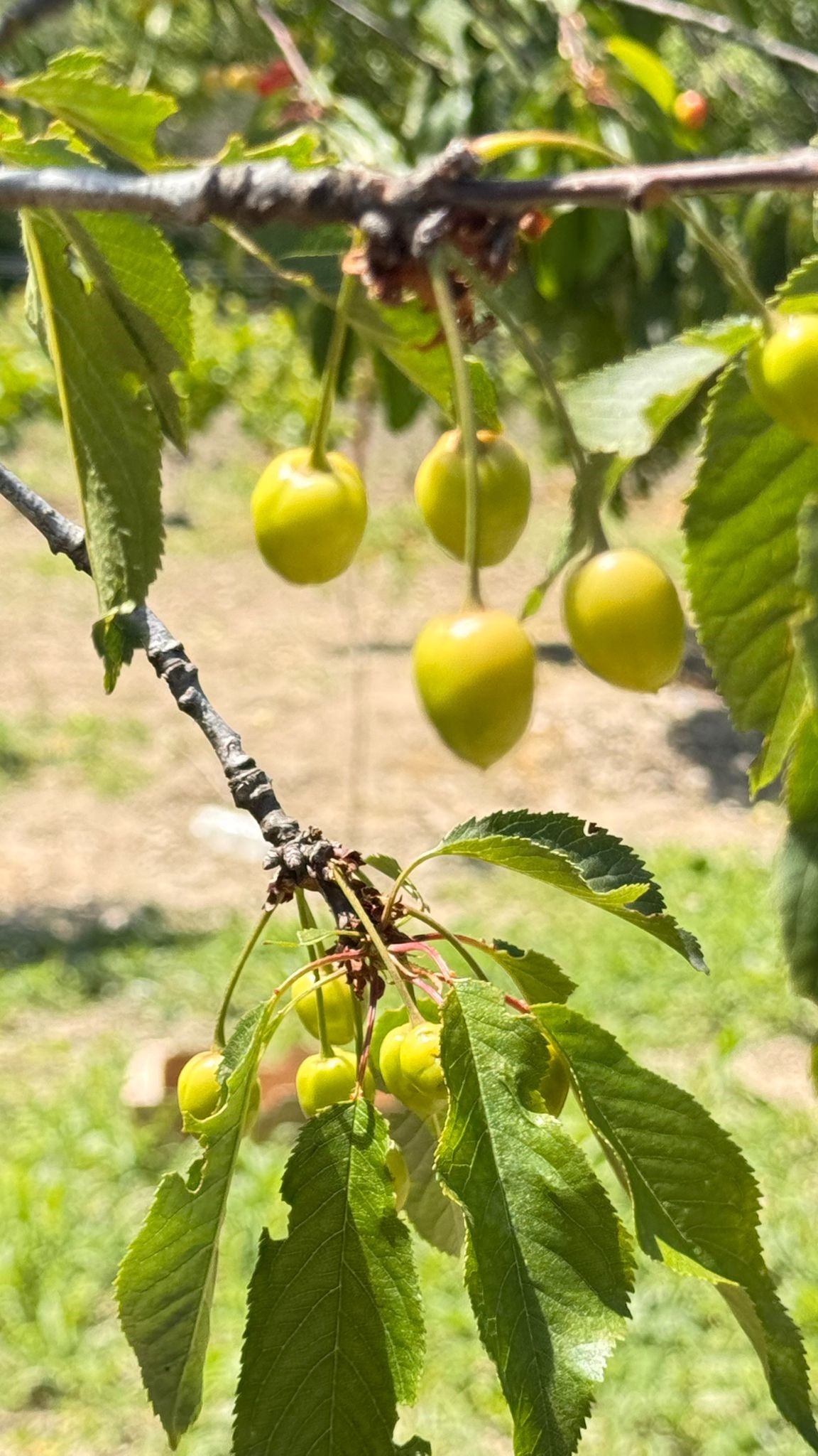 Kirazlı’da Soğuk Hava Kiraz Hasadını Vurdu (3)