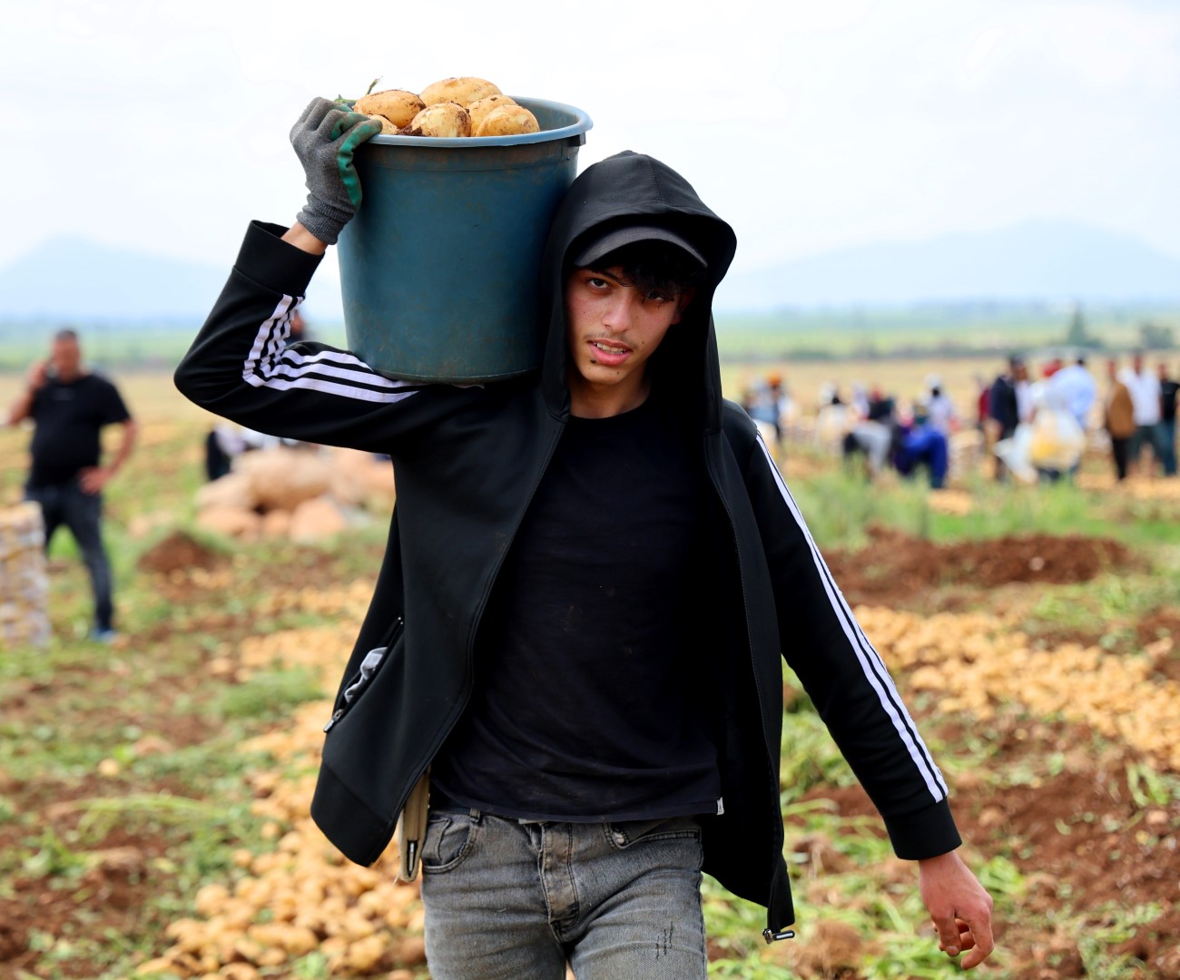 Patates Hasadı (2)