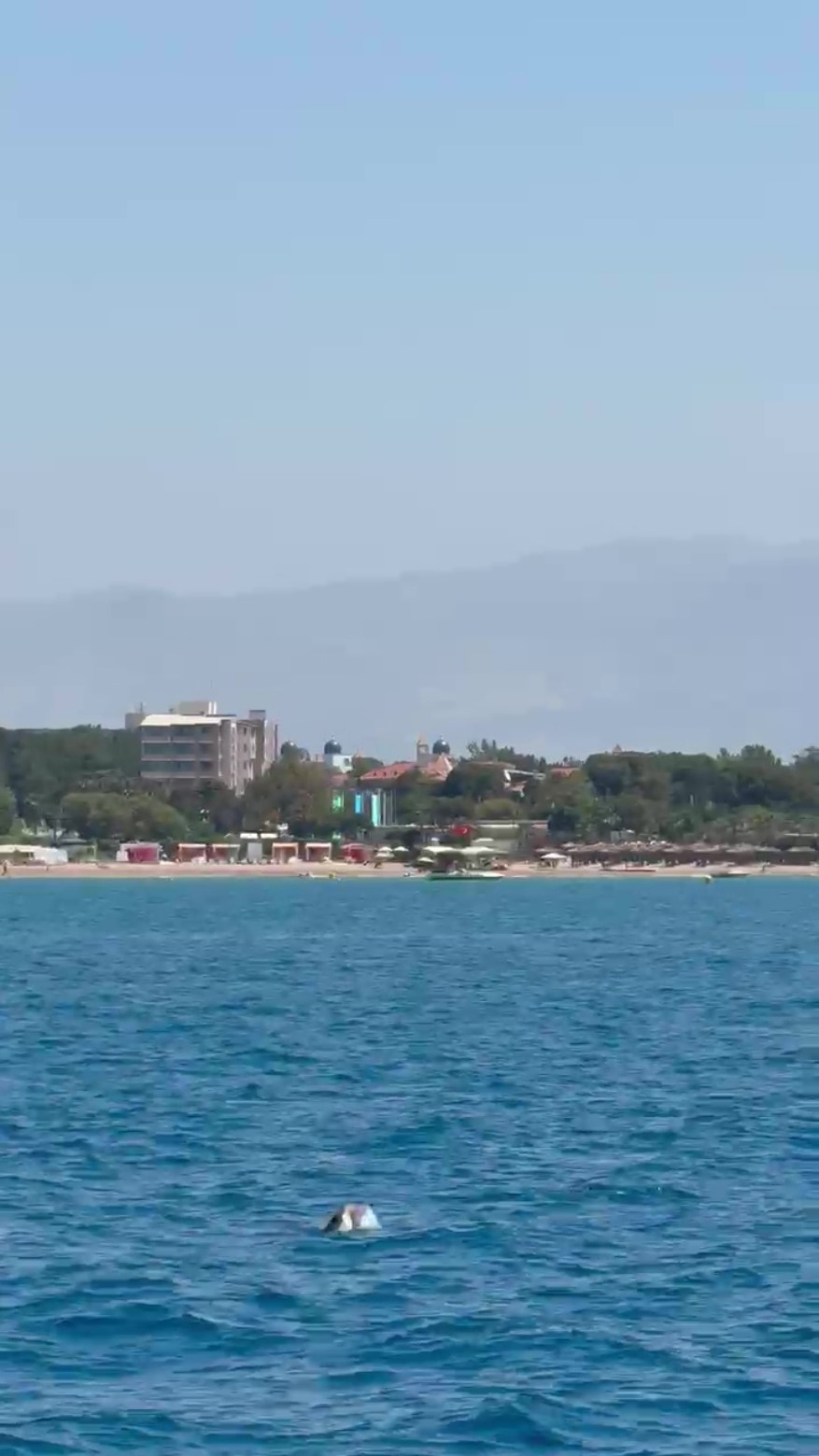 Side De Akdeniz Foku Goruldu (2)