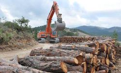 Resmi Gazete’de de yayınlandı… Alanya’da 50 bin ağaç kesilecek…