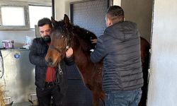 Konya’da atlara yapılan tarama dikkatleri üzerine çekti