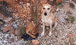 Antalya’da köpek yavrularına yapılanlar vicdanları sızlattı