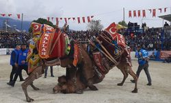 160 deve güreşe süslendi