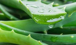 Sağlık için aranılan bitki aloe vera