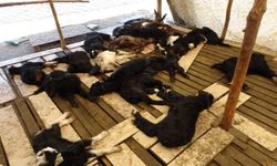 Antalya'da yasaklı cins köpekler ağıldaki 57 oğlağı telef etti