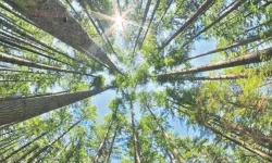 Orman Müdürlüğü’nden Orman ihalesi… 195 orman alanı kayıta geçirilecek