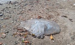 Alanya sahilinde şok eden görüntüler… Ölüleri kıyıya vurdu