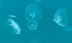 Akdeniz’i saran denizanalarının bilinmeyen özellikleri