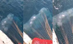 Antalya’da şok eden görüntüler… Balıkçı ağları denizanasıyla doldu