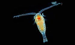 Denizde plankton nedir, Plankton nerede yasar, neden oluşur?